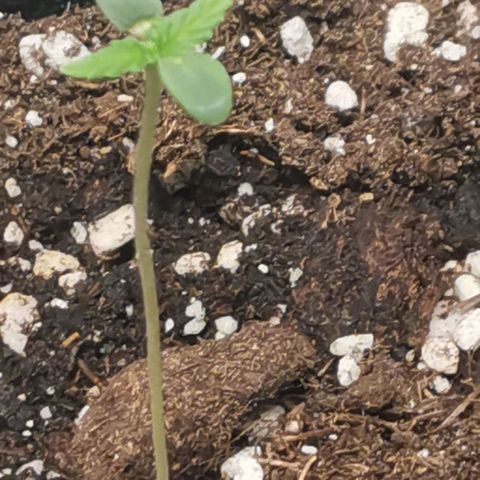 Gorilla Cookies Auto growlog timeline photo