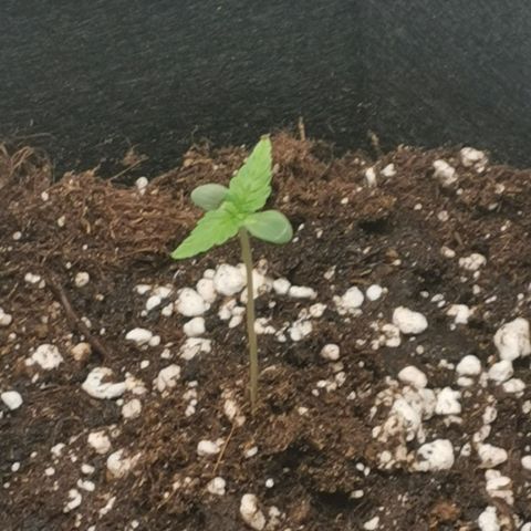 Gorilla Cookies Auto growlog photo: Nochmals etwas Erde nachgefüllt für mehr halt des kleinen Sämlings 