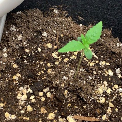 Gorilla Cookies Auto growlog photo: Pflanze ist gesund, Klima ist ideal 60-70% rh bei 24 grad 