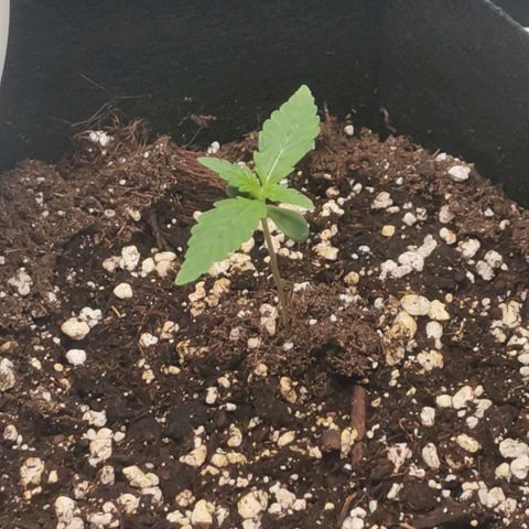Gorilla Cookies Auto growlog timeline photo