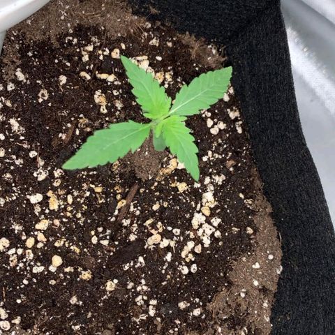 Gorilla Cookies Auto growlog timeline photo