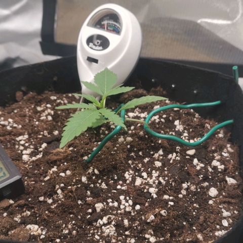 Gorilla Cookies Auto growlog photo: Das LST hat nun begonnen und die Pflanze ist in die Vegi Phase übergegangen 