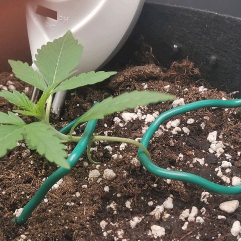 Gorilla Cookies Auto growlog photo: Das LST hat nun begonnen und die Pflanze ist in die Vegi Phase übergegangen 