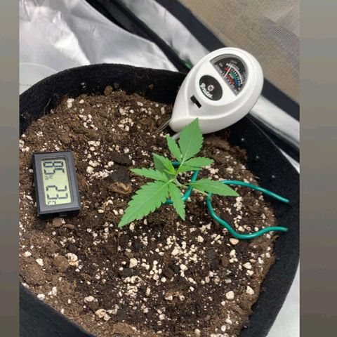 Gorilla Cookies Auto growlog photo: Das LST hat nun begonnen und die Pflanze ist in die Vegi Phase übergegangen 