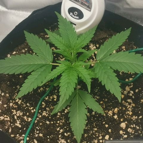 Gorilla Cookies Auto growlog timeline photo