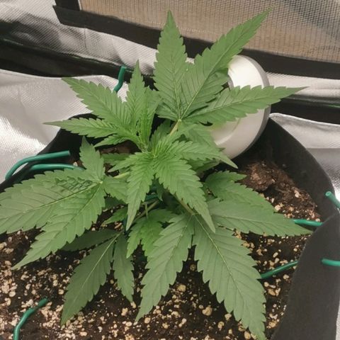 Gorilla Cookies Auto growlog timeline photo