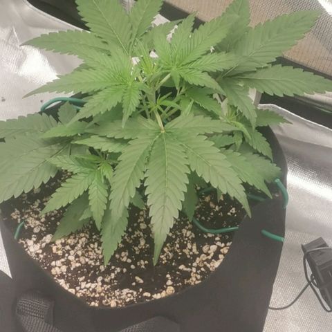 Gorilla Cookies Auto growlog timeline photo