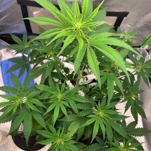 Gorilla Cookies Auto growlog timeline photo