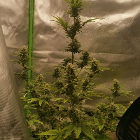 Gorilla Cookies Auto growlog timeline photo