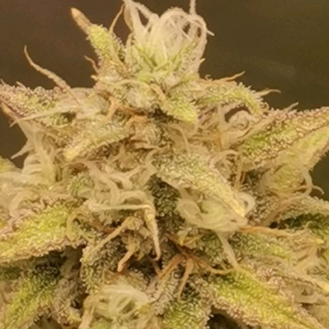 Gorilla Cookies Auto growlog timeline photo