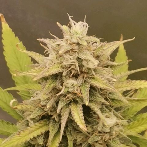 Gorilla Cookies Auto growlog timeline photo