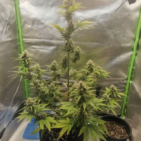 Gorilla Cookies Auto growlog timeline photo