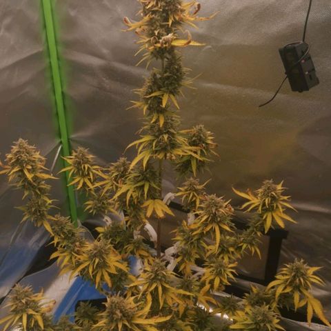 Gorilla Cookies Auto growlog photo: trichome 65% klar 35% milchig noch nicht genug ausgereift 