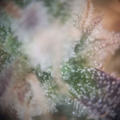 Gorilla Cookies Auto growlog timeline photo