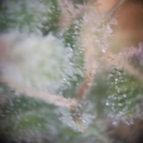 Gorilla Cookies Auto growlog timeline photo