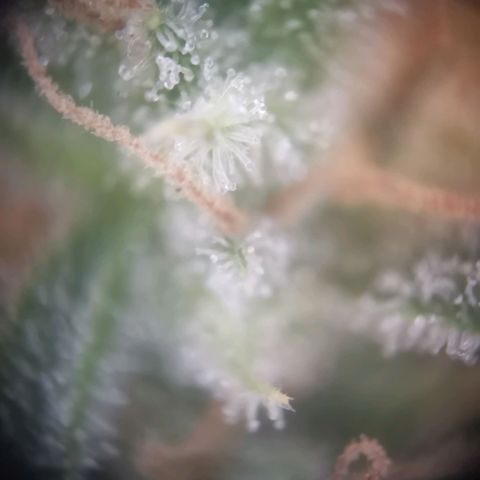 Gorilla Cookies Auto growlog timeline photo