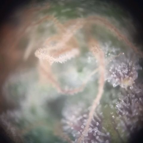 Gorilla Cookies Auto growlog photo: Morgen oder übermorgen ist ernte. Eher morgen 