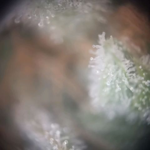 Gorilla Cookies Auto growlog photo: Morgen oder übermorgen ist ernte. Eher morgen 