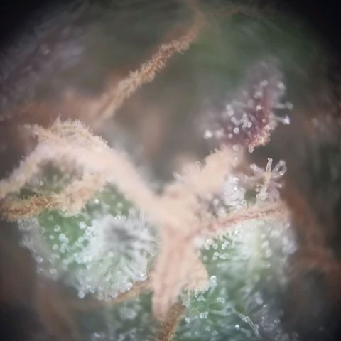 Gorilla Cookies Auto growlog photo: Morgen oder übermorgen ist ernte. Eher morgen 