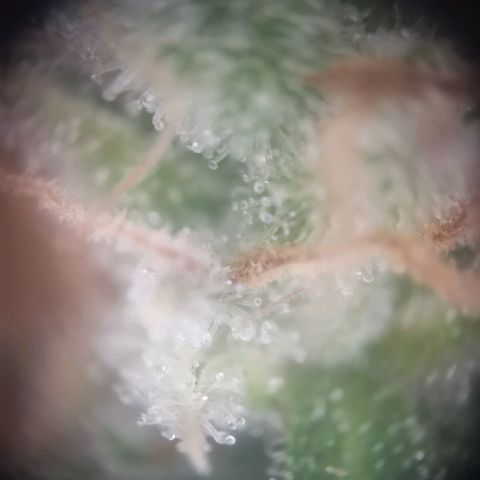 Gorilla Cookies Auto growlog photo: Morgen oder übermorgen ist ernte. Eher morgen 