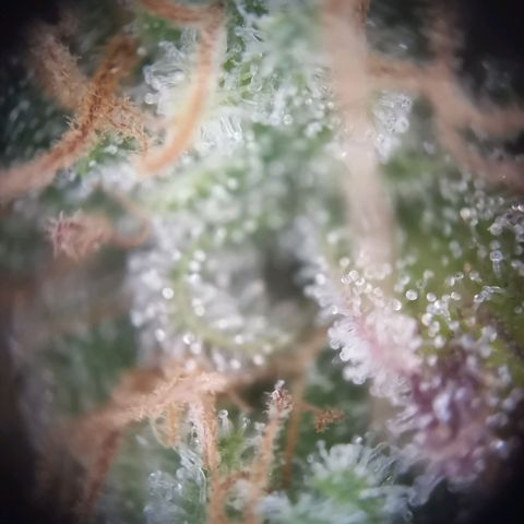 Gorilla Cookies Auto growlog timeline photo