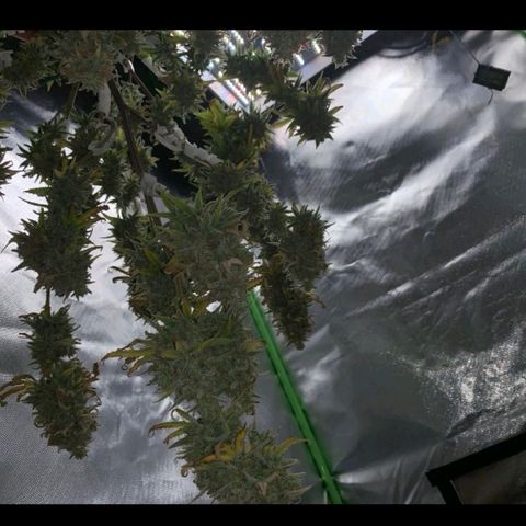 Gorilla Cookies Auto growlog timeline photo