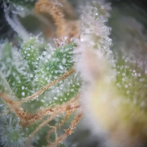 Gorilla Cookies Auto growlog timeline photo