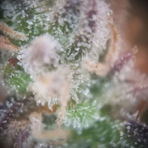 Gorilla Cookies Auto growlog timeline photo