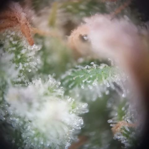 Gorilla Cookies Auto growlog timeline photo