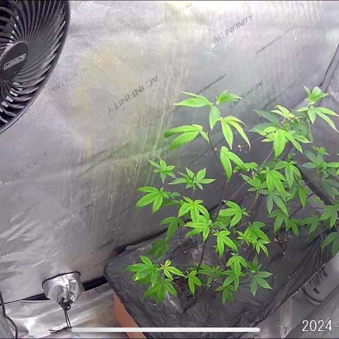 Pinkman Goo Gazzurple growlog timeline photo