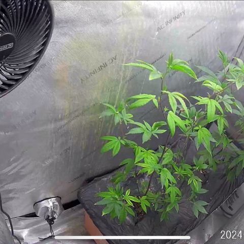 Pinkman Goo Gazzurple growlog timeline photo