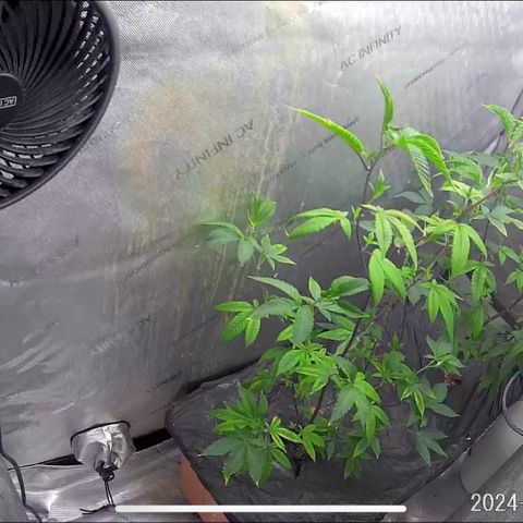 Pinkman Goo Gazzurple growlog timeline photo