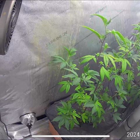 Pinkman Goo Gazzurple growlog timeline photo