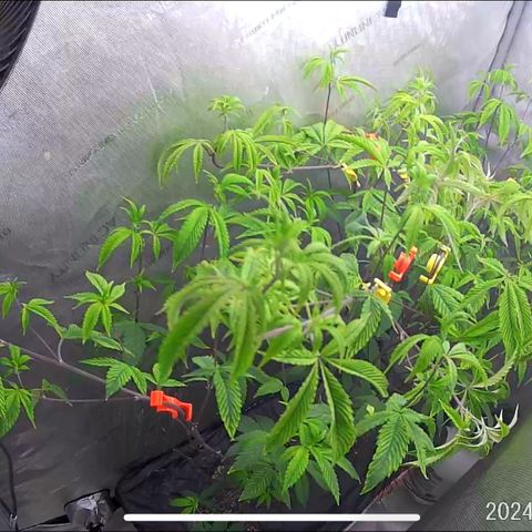Pinkman Goo Gazzurple growlog photo: Still seem a bit like green today