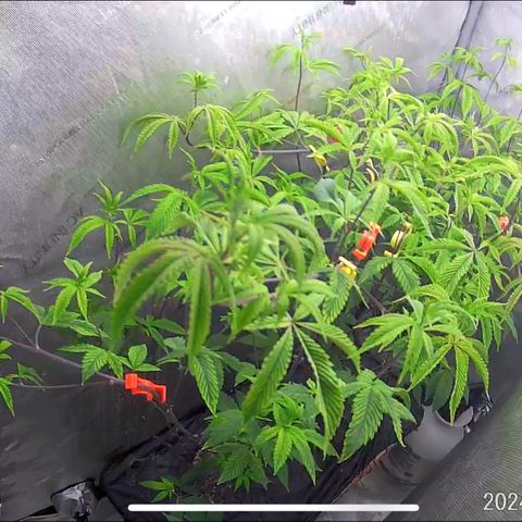 Pinkman Goo Gazzurple growlog timeline photo