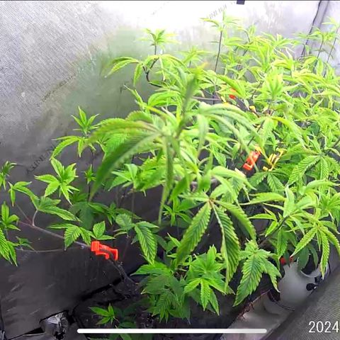 Pinkman Goo Gazzurple growlog timeline photo