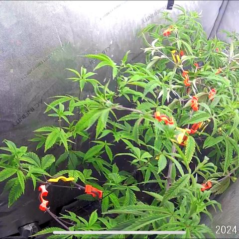 Pinkman Goo Gazzurple growlog timeline photo