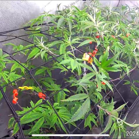 Pinkman Goo Gazzurple growlog timeline photo
