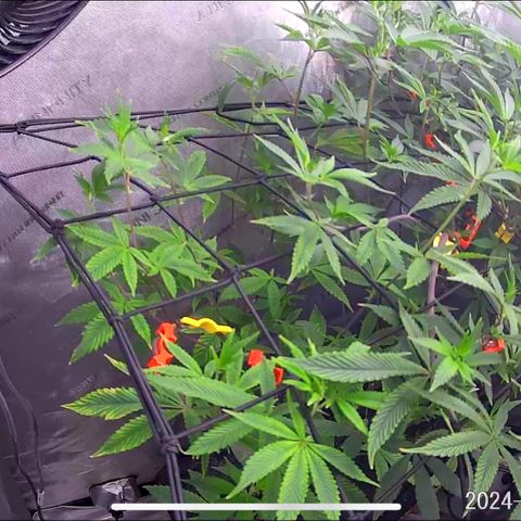 Pinkman Goo Gazzurple growlog timeline photo