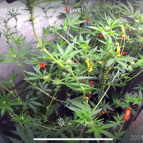 Pinkman Goo Gazzurple growlog timeline photo