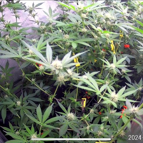 Pinkman Goo Gazzurple growlog timeline photo