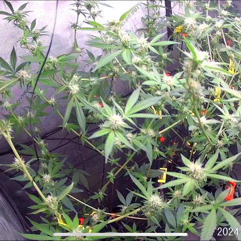 Pinkman Goo Gazzurple growlog timeline photo