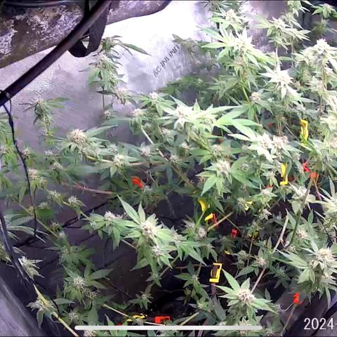 Pinkman Goo Gazzurple growlog timeline photo
