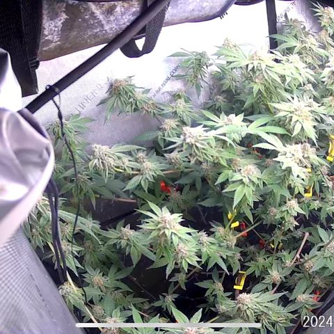 Pinkman Goo Gazzurple growlog timeline photo
