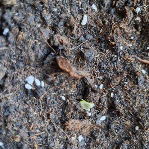 Amnesia Haze Automatic growlog photo