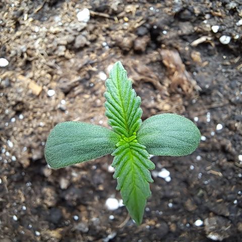 Amnesia Haze Automatic growlog photo