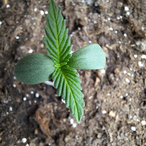 Amnesia Haze Automatic growlog photo