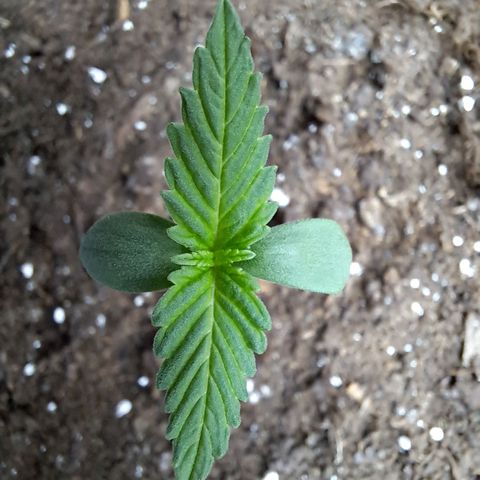 Amnesia Haze Automatic growlog photo