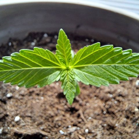 Amnesia Haze Automatic growlog photo