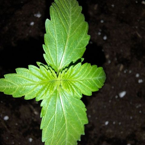 Amnesia Haze Automatic growlog timeline photo